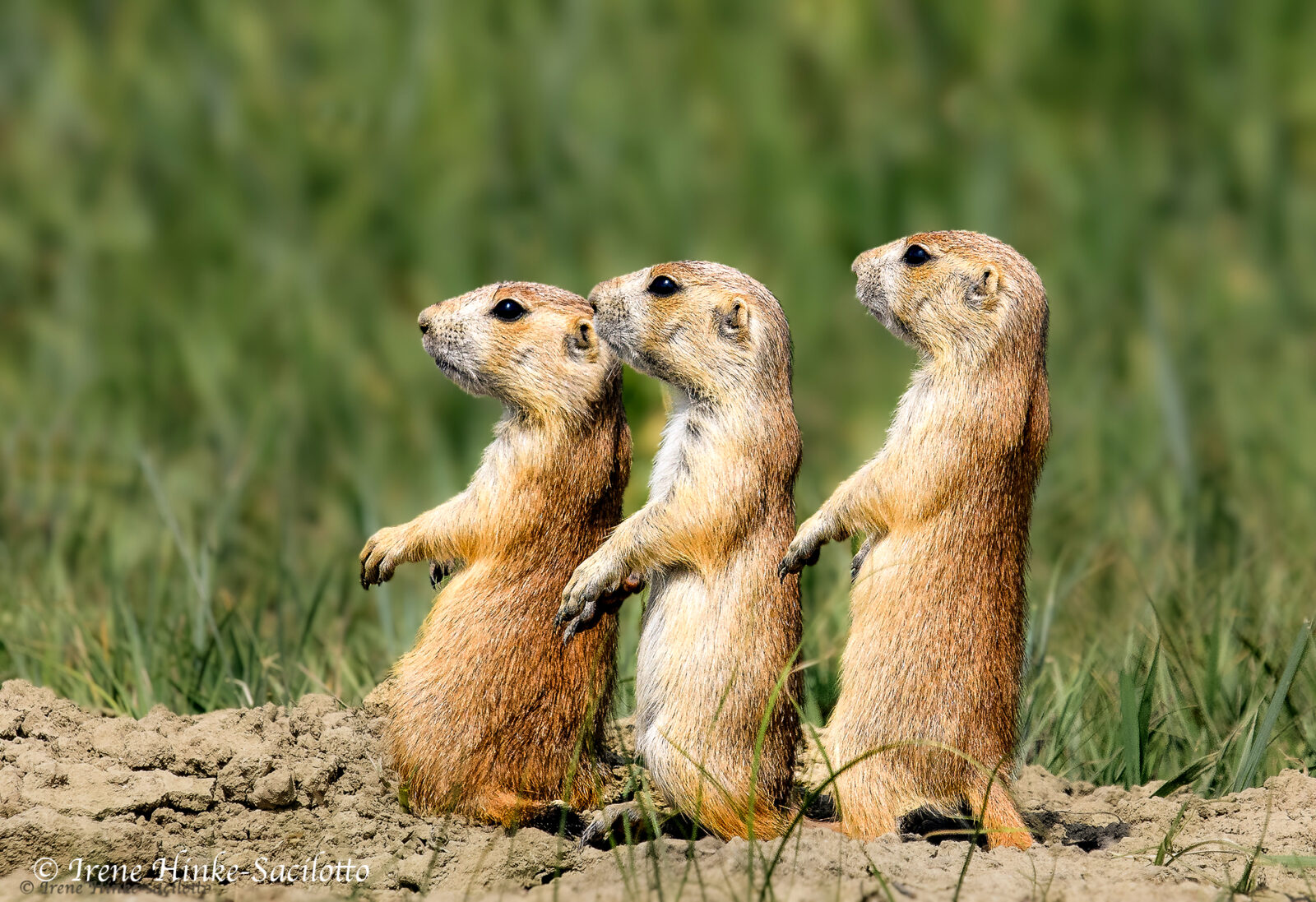 Prairie Dog Lineup