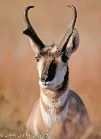 Pronghorn Antelope