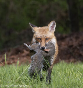Red Fox Carry Squirrel