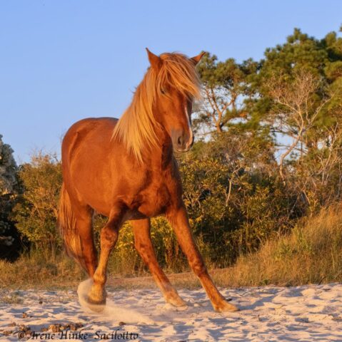 Stallion Pawing Sand