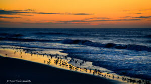 Sunrise Shorebird Migration