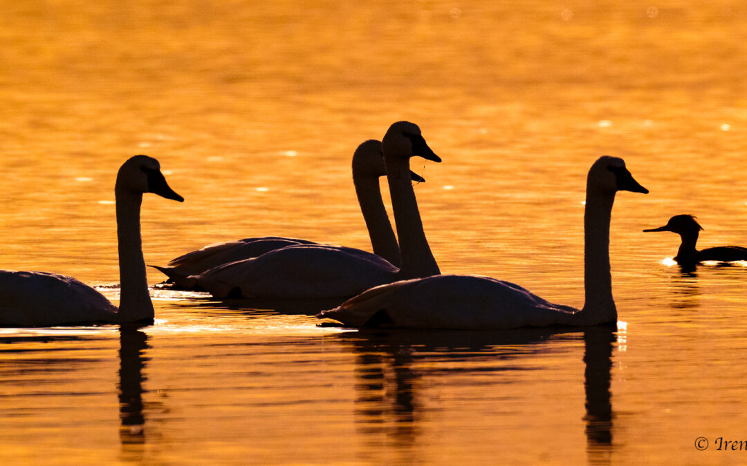 Outer Banks Photo Workshop 2026