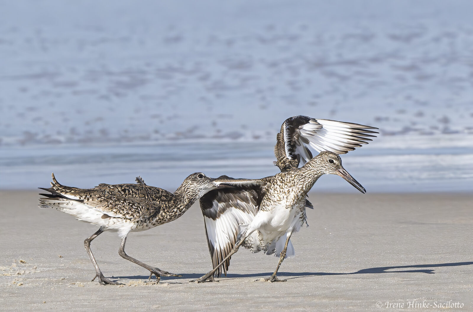 Willets Fighting on Beach