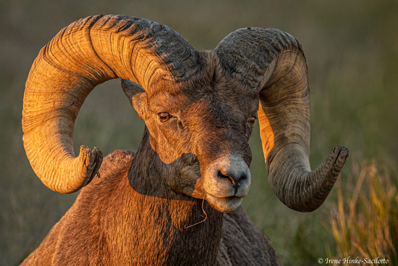 bighorn Sheep Ram in Late PM Light