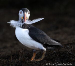 Atlantic Puffin collecting feather for burrow