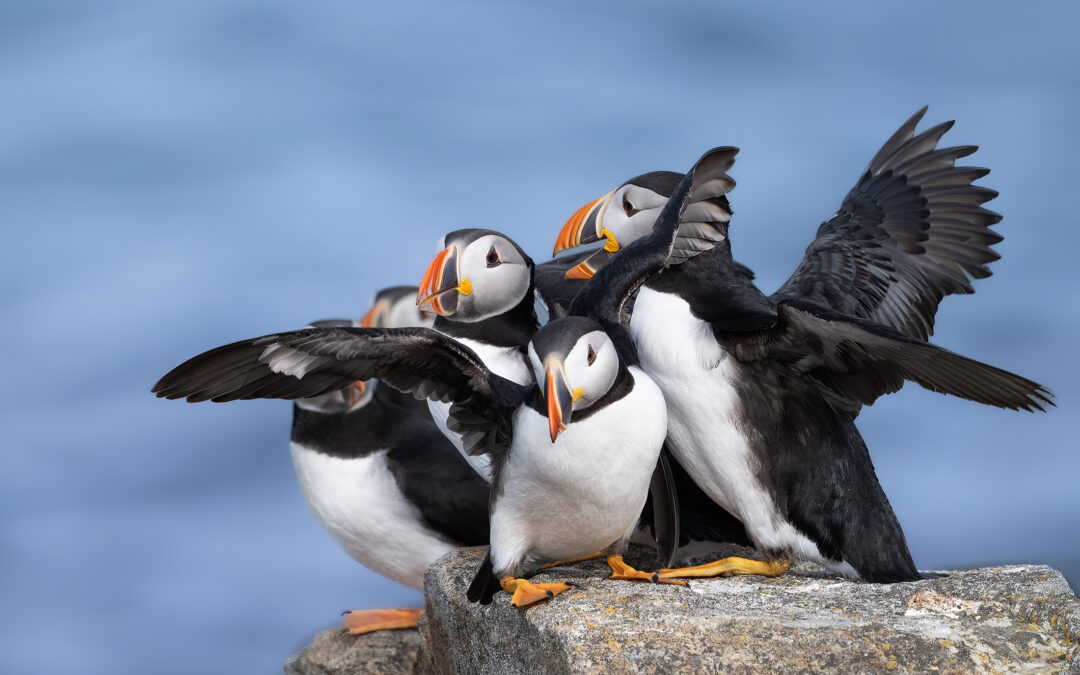 Newfoundland Tours 2026