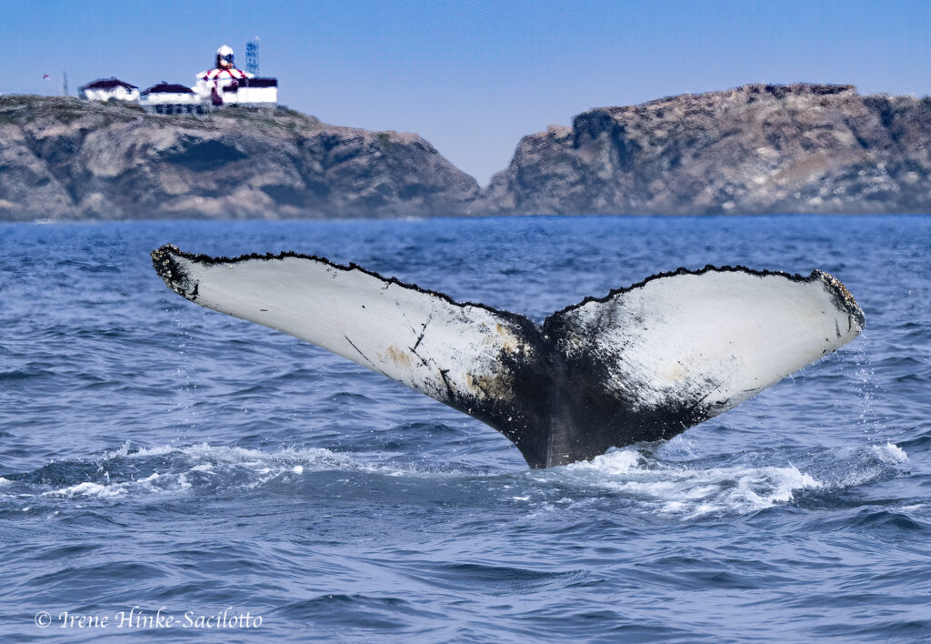 Humpback Whale diving before Bonavista Lighthouse