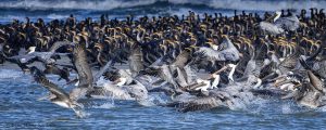 Cormorants and Brown Pelicans taking off from sandbar on Hatteras Island North Carolina