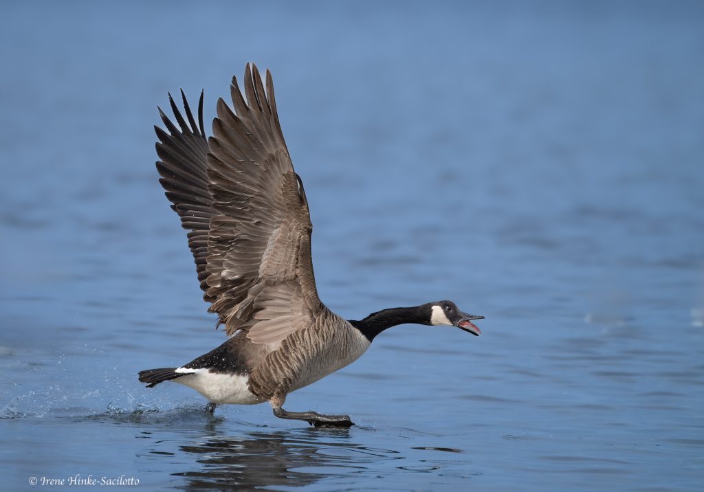 Canadian Goose at Pea Island North Carolina