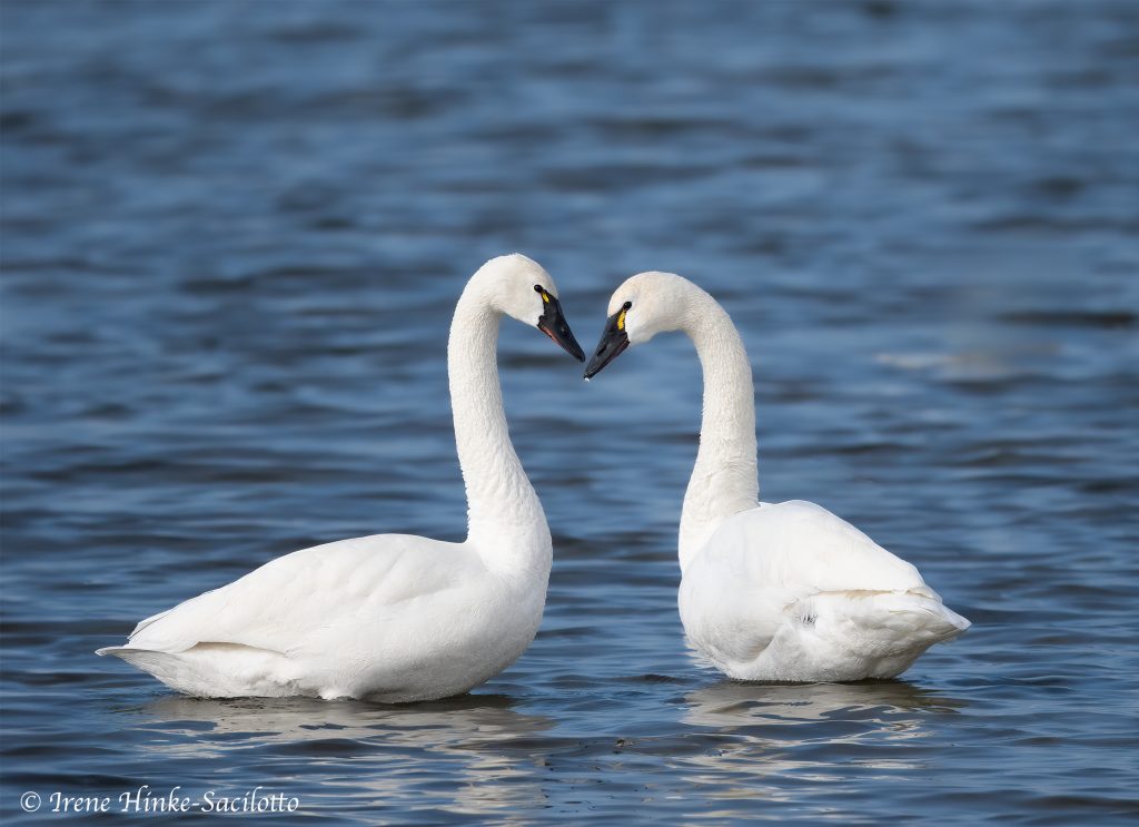 Tundra Swans on Pea Island North Carolina
